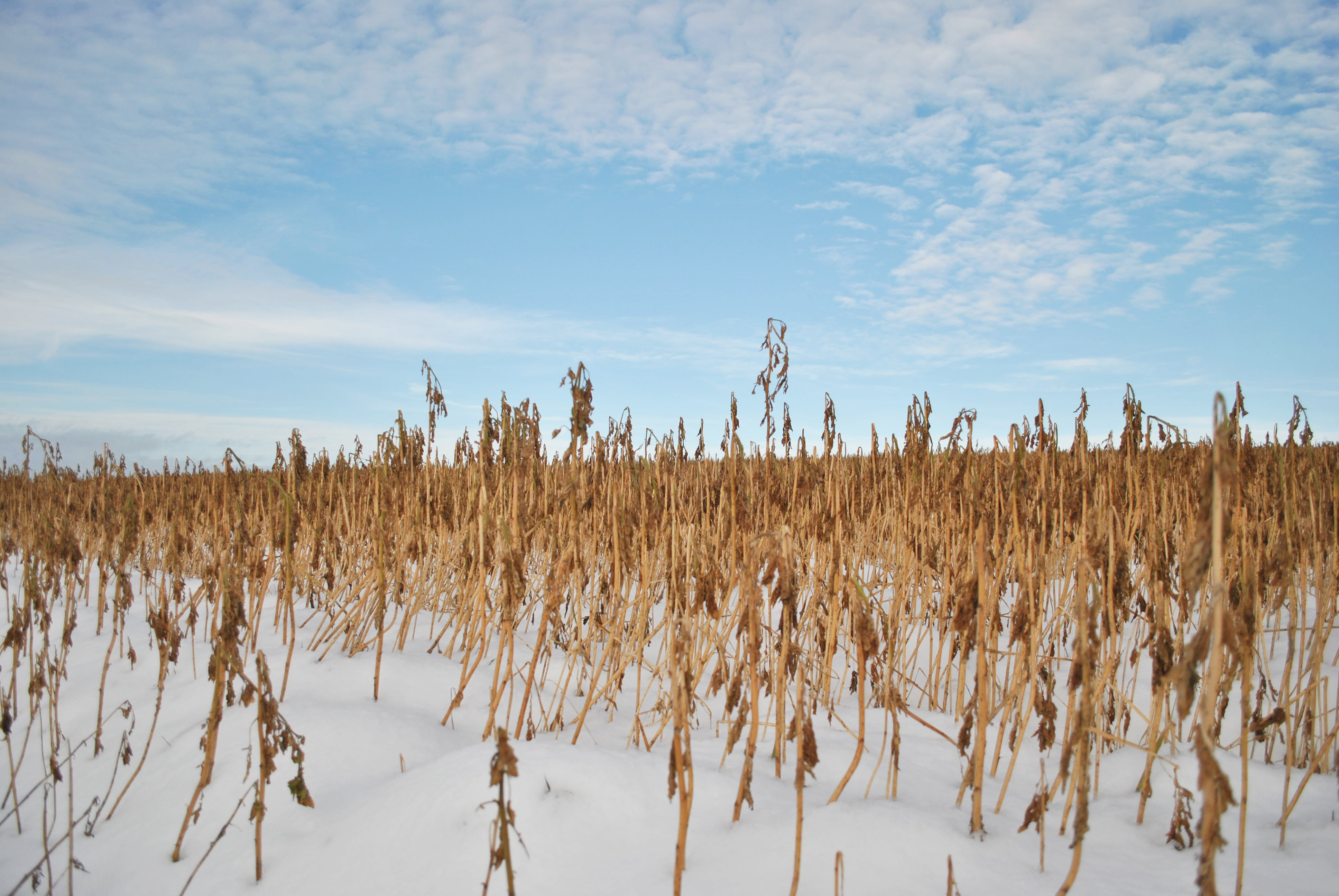 Cover crops left over winter in a field stick up above the snow.