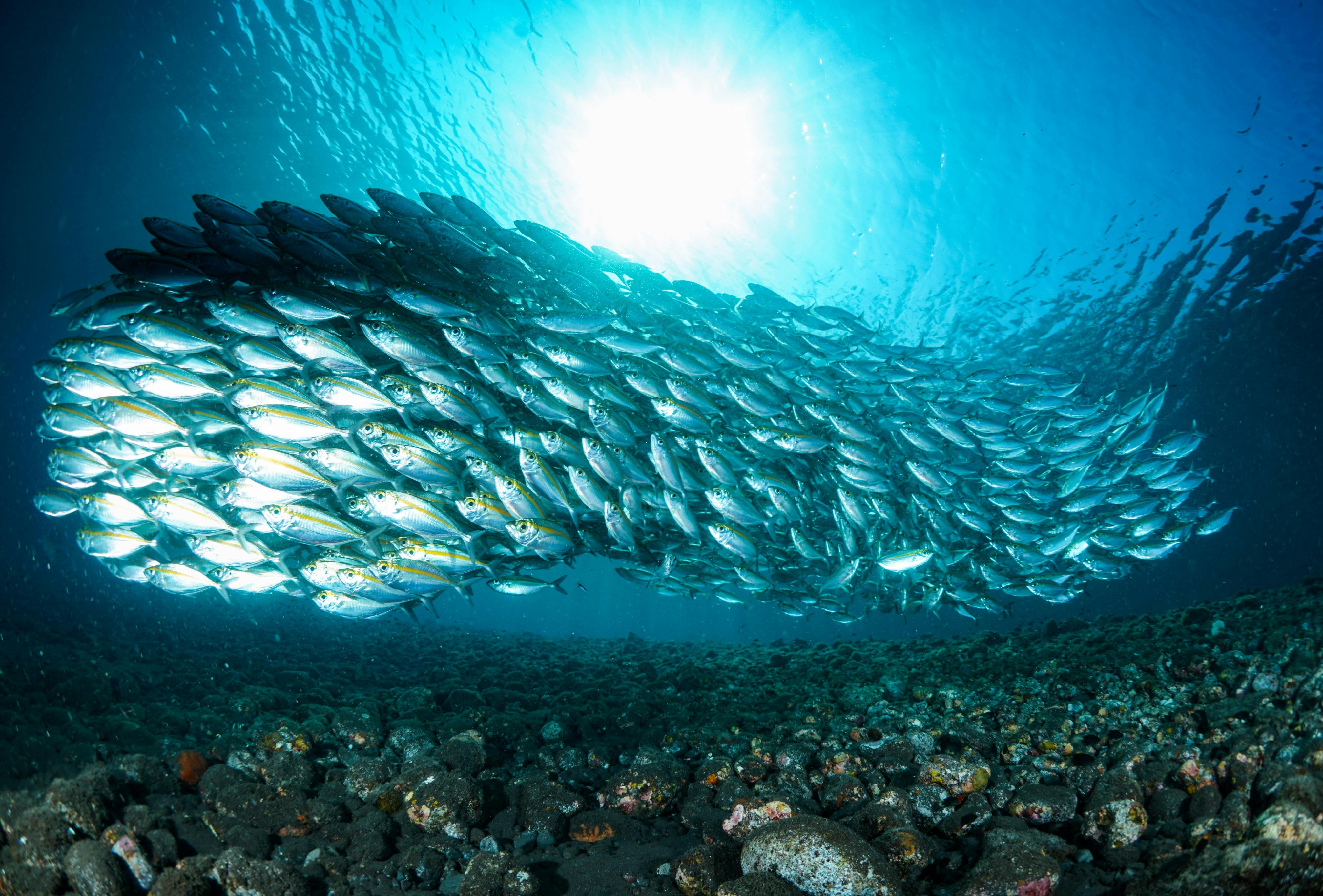 A school of fish