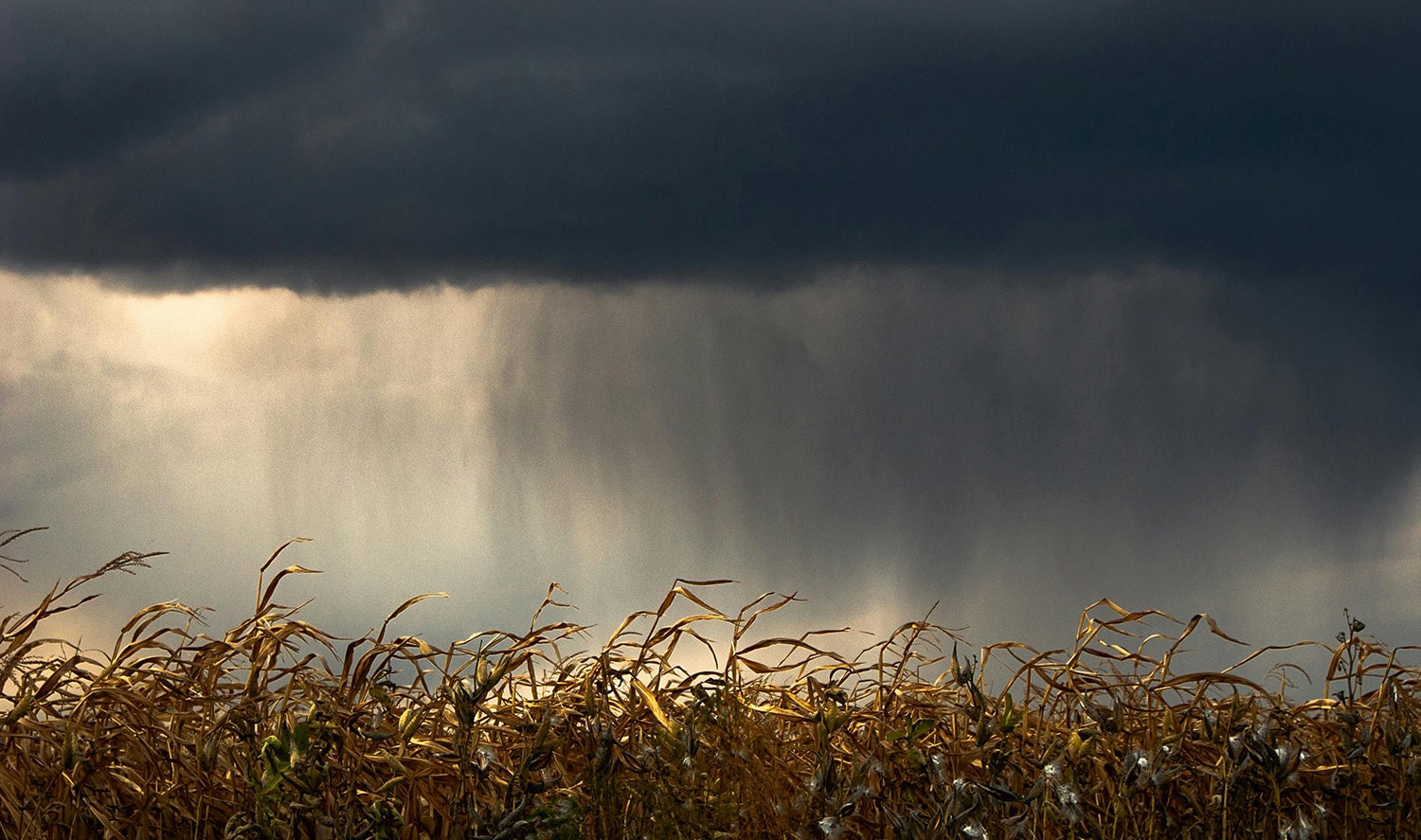 Storm fields over corn field.