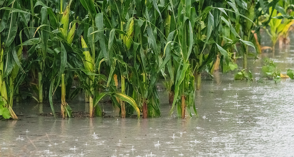 Corn plants in thunderstorm.
