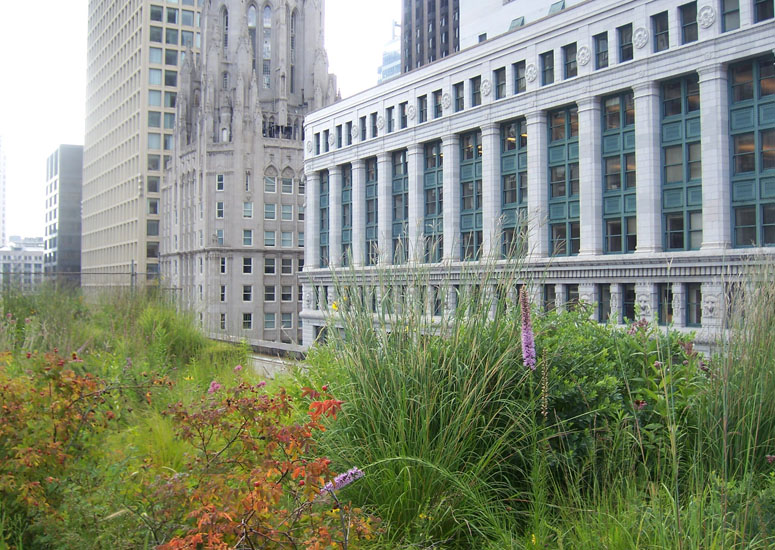 A green roof on Chicago's city hall