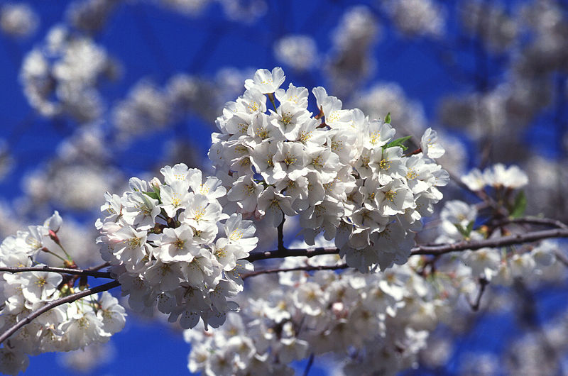 Japanese cherry tree blossoms, Tidal Basin, Washington, DC