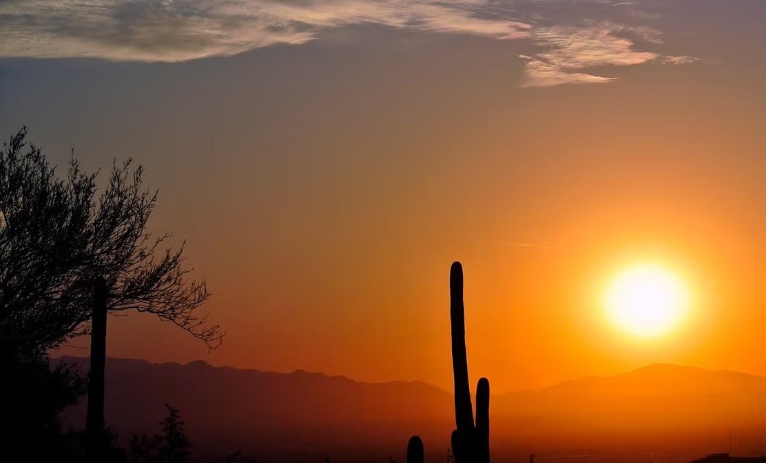 A cactus in the shadow of the setting Sun. 