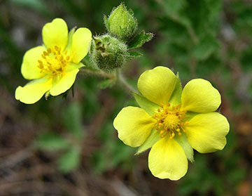 Photograph of yellow flowers, close-up, green background
