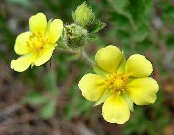 Photograph of yellow flowers, close-up, green background