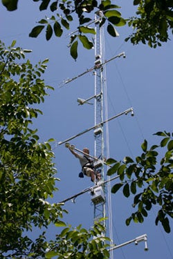 Photograph of a tower against a blue sky with tree branches in foreground