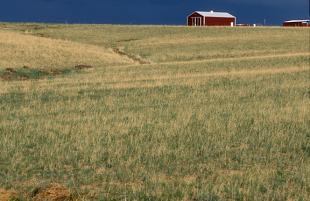 Photograph of a prairie with red barn in the distance, blue sky
