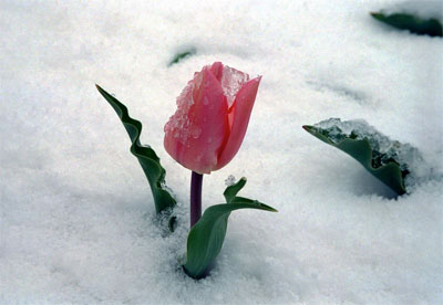 Photograph of a pink Tulip in the snow