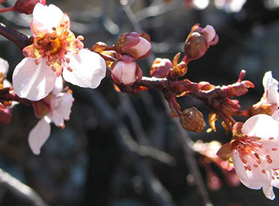 Plum blossoms opening on a branch