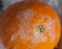 frozen orange