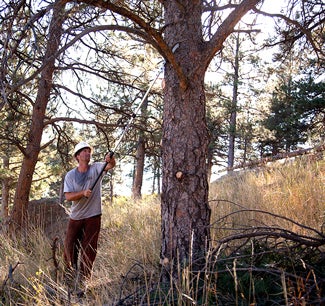 Forest worker trims high branch with hand lopper