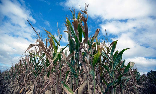 Pile of dried corn