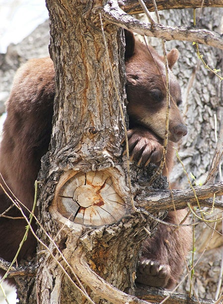 Mother bear in tree near Foothills Lab