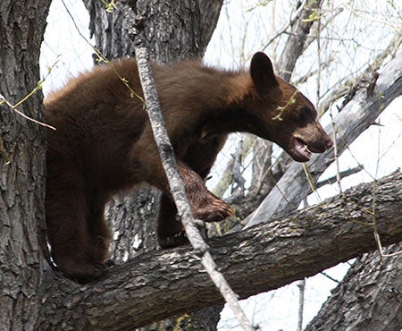 Bear cub near NCAR Foothills Lab