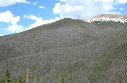 Pine trees killed by beetles near Winter Park, Colorado