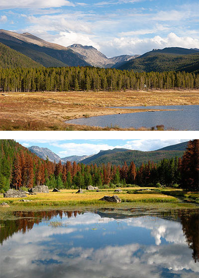 Forest near Grand Lake, Colorado, before and after beetle infestation, 2007 and 2009