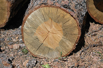 Tree trunk stained blue by mountain pine beetle attack