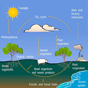 Illustration showing carbon cycle