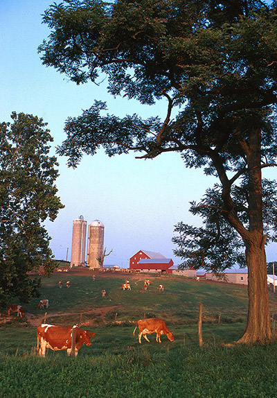 A small dairy farm in Maryland.