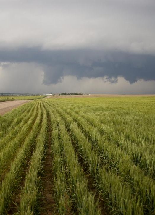 Wheat field in eastern Colorado