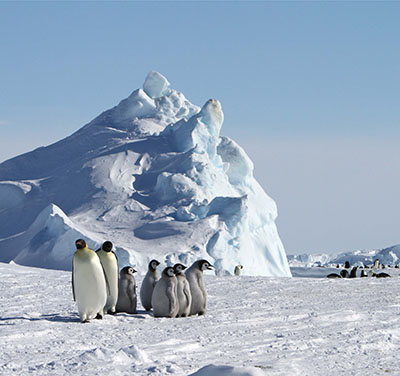 Penguins and climate change: Emperor penguins at Snow Hill Island, Antarctica, 2009