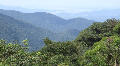 Tropical rain forest in the Serra do Mar Paranaense, Brazil