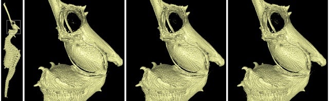 Progressive data access applied to high-resolution CT scan of seadragon
