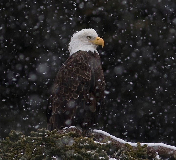 Bald eagle