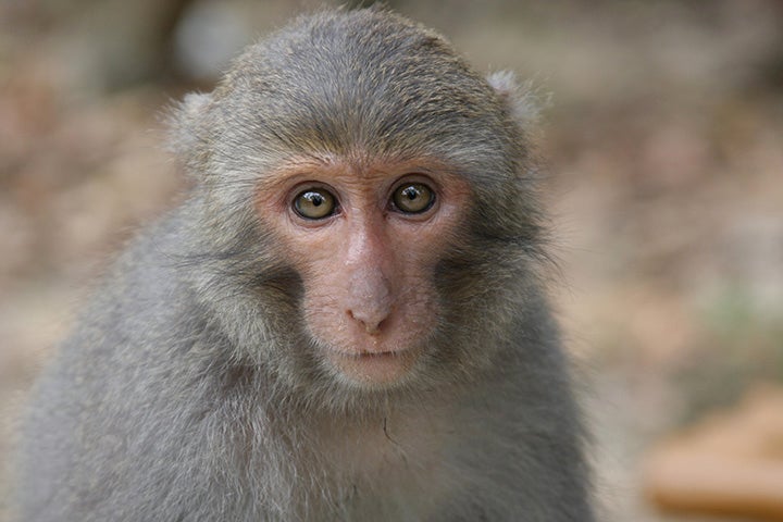 Formosan rock macaque, Taiwan