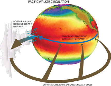 Illustration of Walker Circulation over tropical Pacific