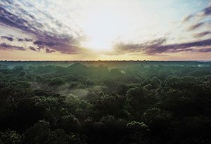 Climate and tropical forests: photo of tropical rainforest