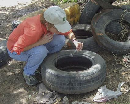 Dengue fever and climate: scientist checks tires for mosquito breeding sites