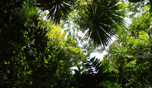 Predicting plant uptake of carbon: photo of trees and ferns in Costa Rica