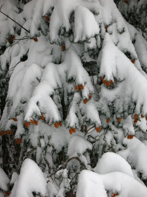 Different models represent when snow sticks to trees differently