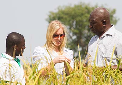 Saving money in West Africa: Ignitia CEOand 2 farmers inspect rice crop in West Africa