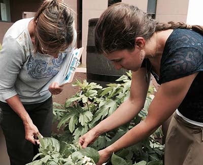 Danica Lombardozzi examines Mesa Lab ozone garden