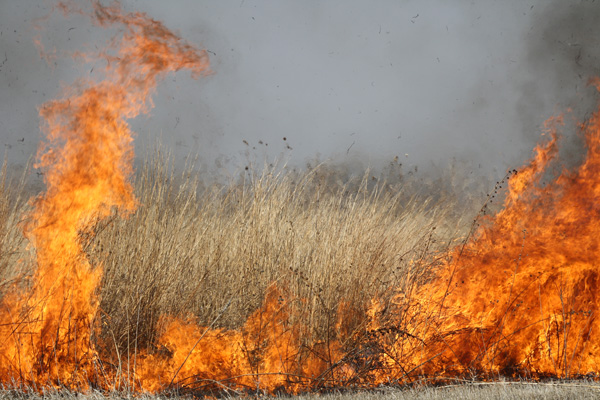 Population and future fire: photo of a grassland fire