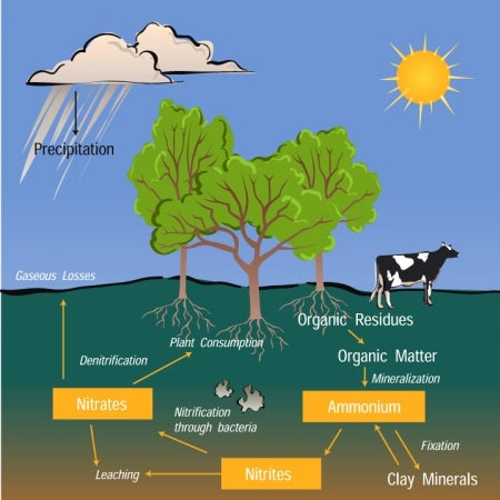 Illustration of the nitrogen cycle