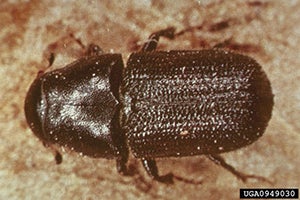 mountain pine beetle (dendroctonus ponderosae)