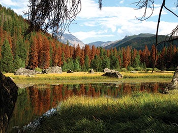 Beetle kill in the Rocky Mountains