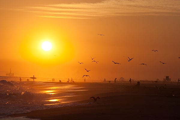 Hot-looking golden sun setting over the beach with birds in foreground.
