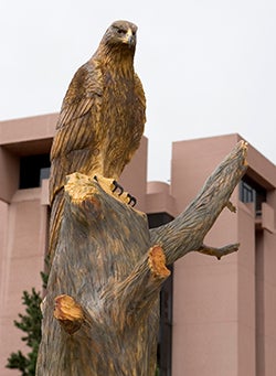 Carving on an eagle from an old tree outside Mesa Lab.