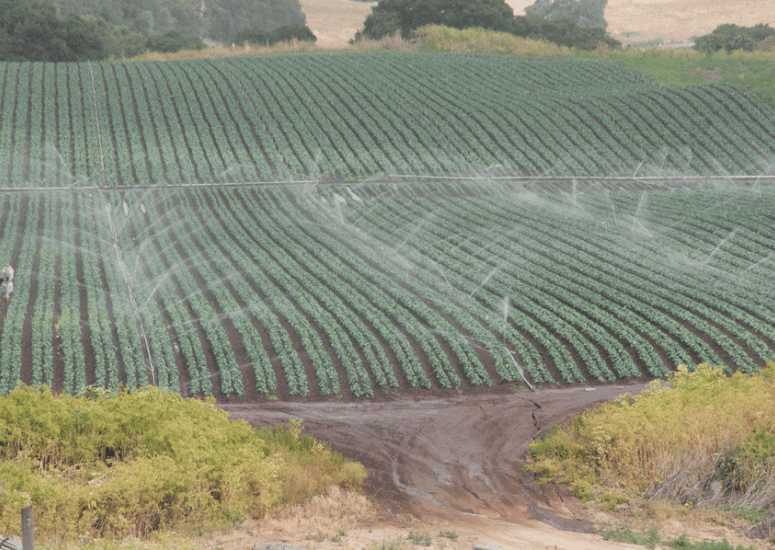 Irrigation of agricultural fields in California.