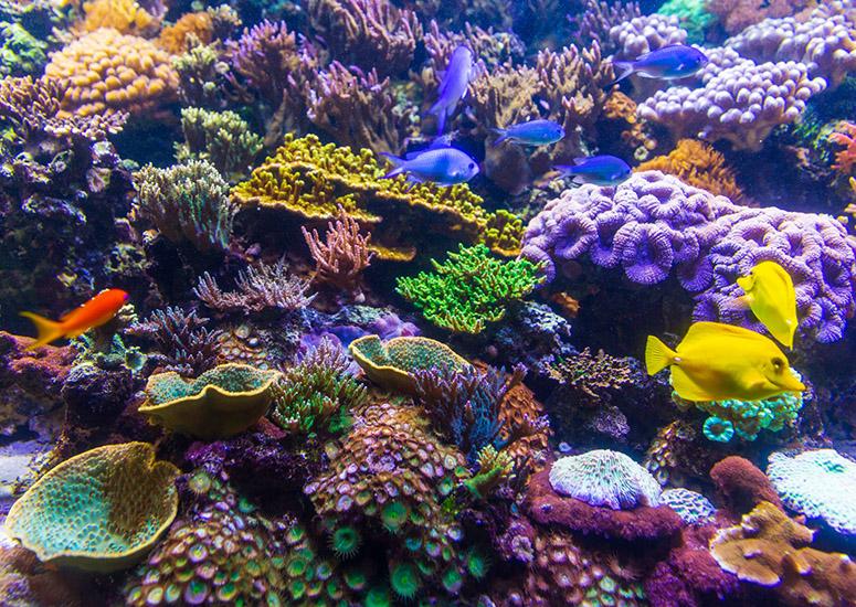 NCAR study identifies where coral reefs may be buffered against warming oceans