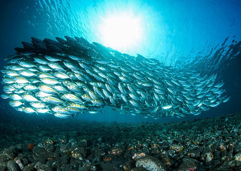 A school of fish