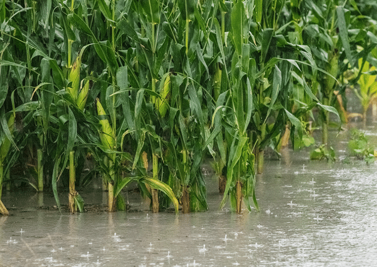 Corn plants in thunderstorm.