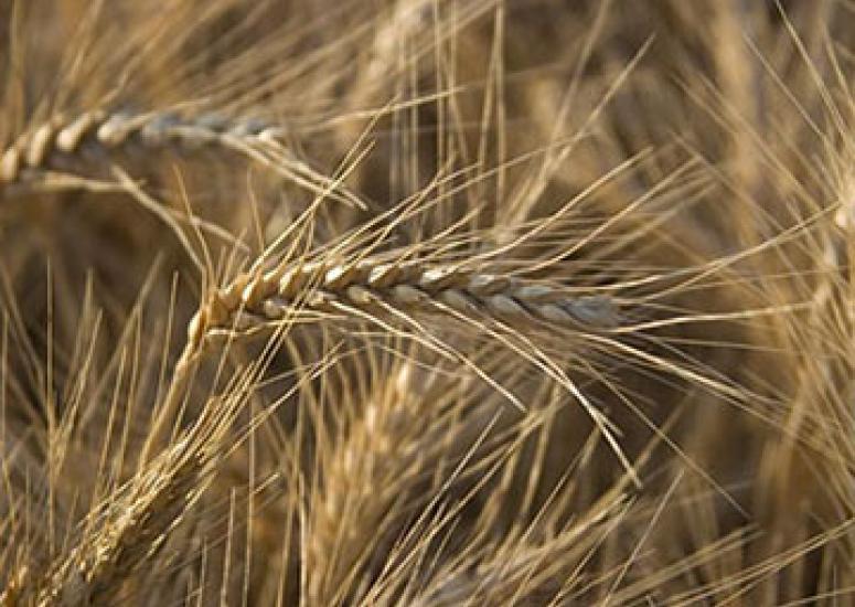 Photograph of wheat, close-up