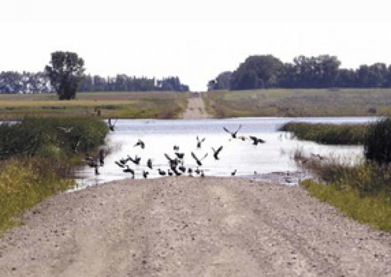 Birds gather at a flooded spot in a North Dakota roadway.