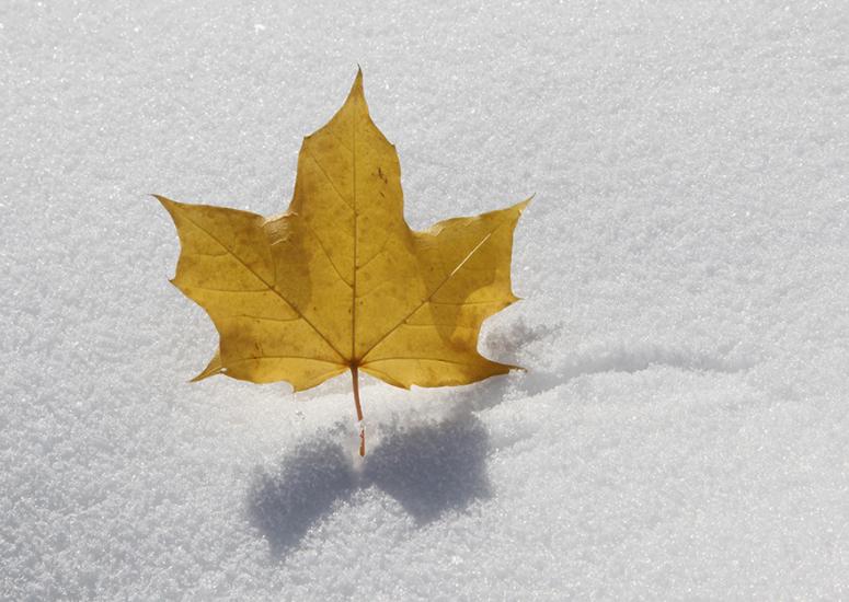 Golden maple leaf casts shadow on white snow
