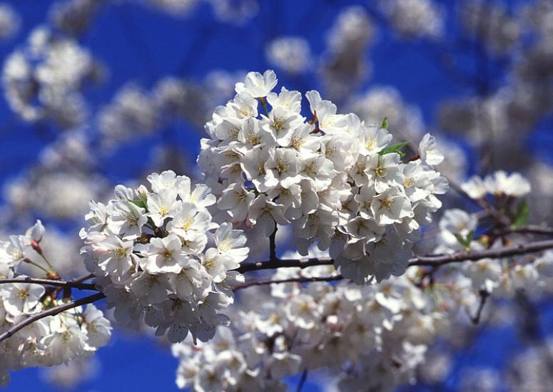 Japanese cherry tree blossoms, Tidal Basin, Washington, DC